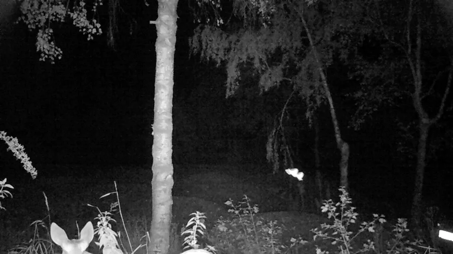 videostill_31-07-2017