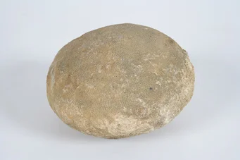 Heterastridium conglobatum, Anamas Dag, Türkei; OÖ Landesmuseum, Paläontologie