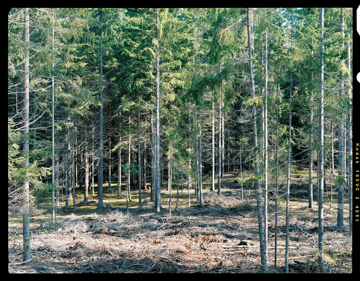 Kontaktabzug | contact print 2