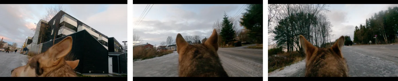 Reversal of viewpoints: dog measures sea mile