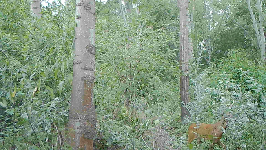 videostill_30-07-2017